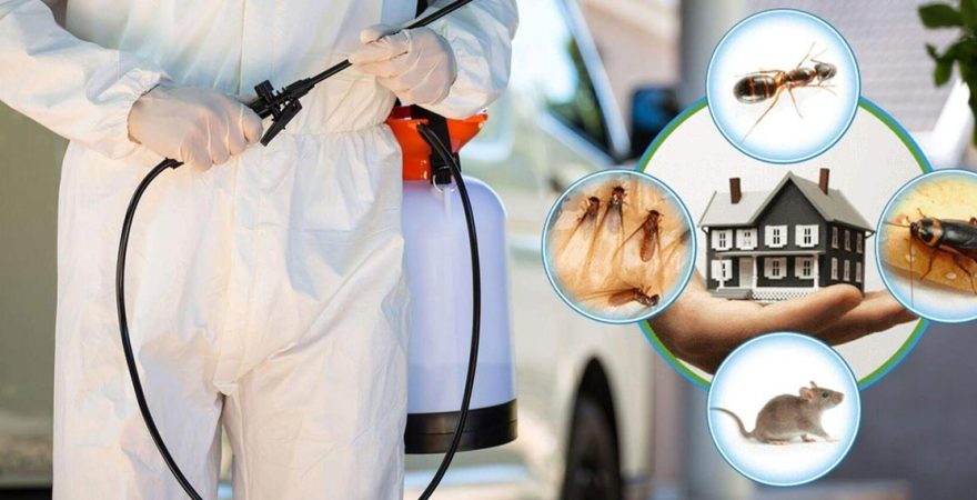 Çamlık Böcek İlaçlama