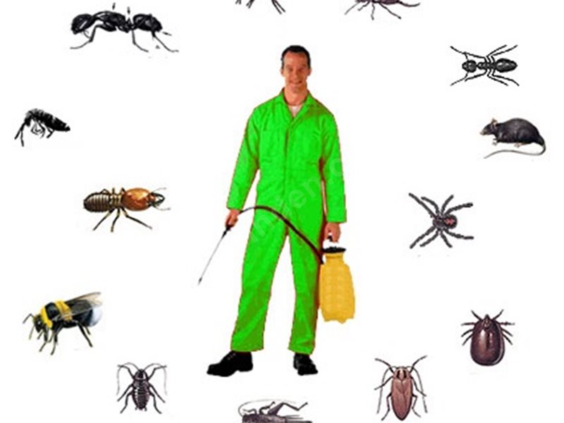 Çamlık Böcek İlaçlama